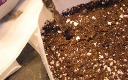 Шаровидная хризантема в горшке. Как посадить хризантему из букета в горшок