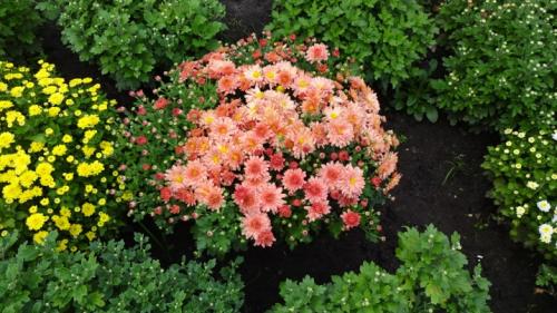 Выращивание шаровидных хризантем мультифлора. Особенности и сорта 18