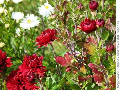 Хризантема мультифлора зимовка. Хризантема мультифлора. Эксперимент с зимовкой