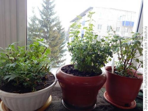 Как сохранить хризантему мультифлору зимой. Хризантема мультифлора. Эксперимент с зимовкой