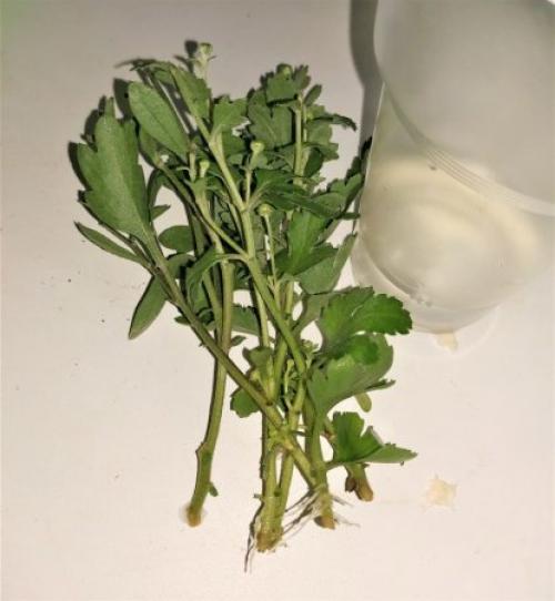 Хризантема мультифлора в горшке. Хризантема мультифлора в открытом грунте и в горшке. Как сохранить хризантему зимой