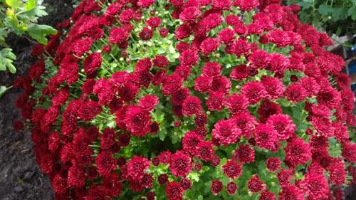 Выращивание шаровидных хризантем мультифлора. Особенности и сорта 17