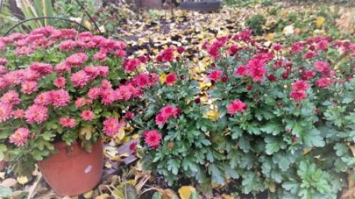 Хризантема мультифлора в горшке. Хризантема мультифлора в открытом грунте и в горшке. Как сохранить хризантему зимой