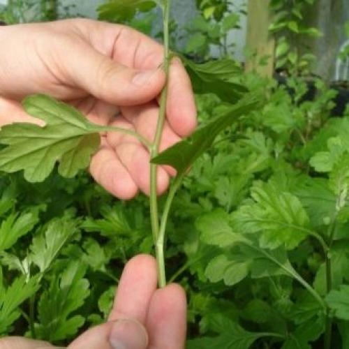 Как сохранить шаровидную хризантему до весны. Хризантема шаровидная — зимовка в открытом грунте 05