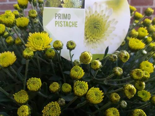 Выращивание шаровидных хризантем мультифлора. Особенности и сорта 01