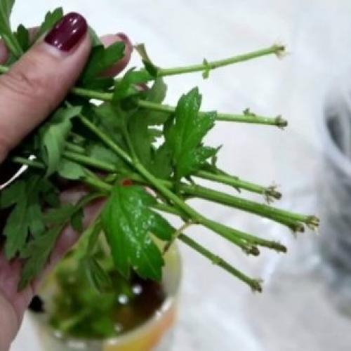 Как сохранить шаровидную хризантему до весны. Хризантема шаровидная — зимовка в открытом грунте 04