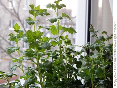 Как сохранить хризантему мультифлору зимой. Хризантема мультифлора. Эксперимент с зимовкой