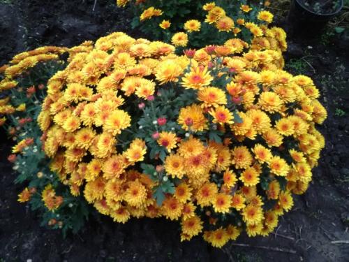 Выращивание шаровидных хризантем мультифлора. Особенности и сорта 19