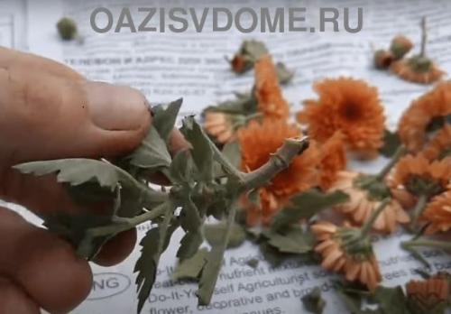 Укоренение черенков хризантемы в воде. Как черенковать с куста хризантемы Мультифлора и домашнюю