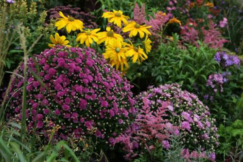 Черенкование хризантемы мультифлоры осенью. Хризантема мультифлора: посадка и уход 07