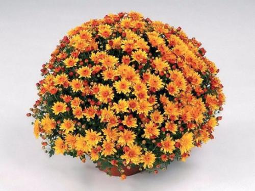 Черенкование хризантемы мультифлоры осенью. Хризантема мультифлора: посадка и уход