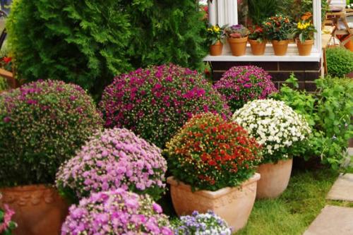 Черенкование хризантемы мультифлоры осенью. Хризантема мультифлора: посадка и уход 08