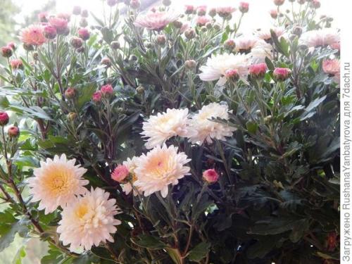 Хризантема мультифлора зимовка. Хризантема мультифлора. Эксперимент с зимовкой