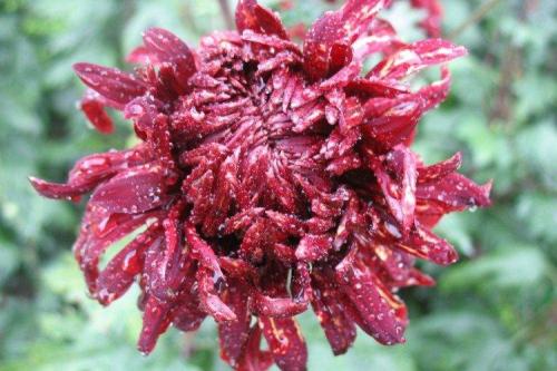 Редкие сорта хризантем. Лучшие сорта хризантем: фото, названия и описания (каталог)