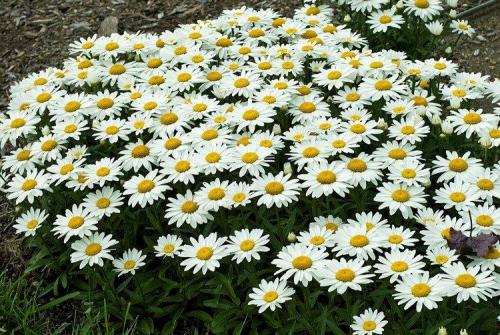 Как выбрать качественные семена желтого нивяника. Виды нивяника