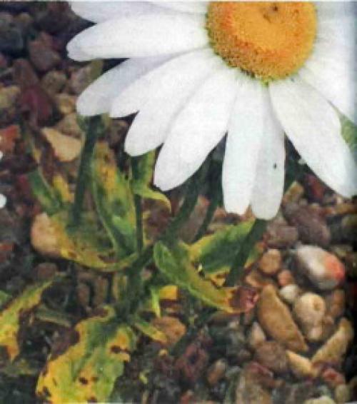 Как защитить желтый нивяник от вредителей и болезней. Как бороться с болезнями и вредителями нивяника