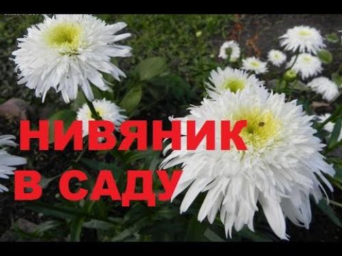 Как защитить желтый нивяник от вредителей и болезней. Как бороться с болезнями и вредителями нивяника