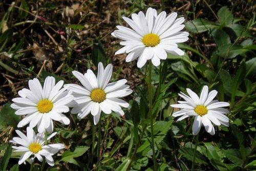 Как выбрать качественные семена желтого нивяника. Виды нивяника