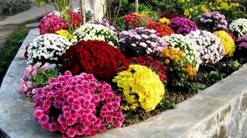 Хризантема Мультифлора семена. Описание сорта Мультифлора