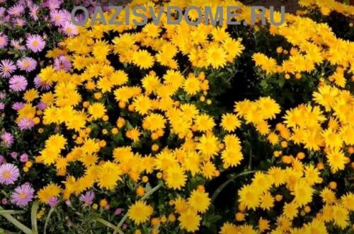 Как размножить хризантему мультифлора. Как черенковать с куста хризантемы Мультифлора и домашнюю