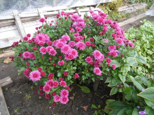 В чем отличие мультифлоры от корейской шаровидной.. Хризантема (шаровидная): виды и описание 02