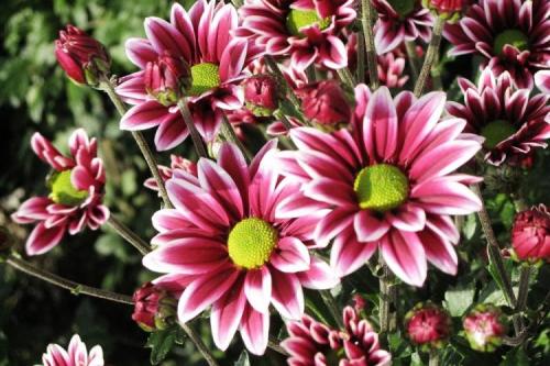 Редкие сорта хризантем. История распространения