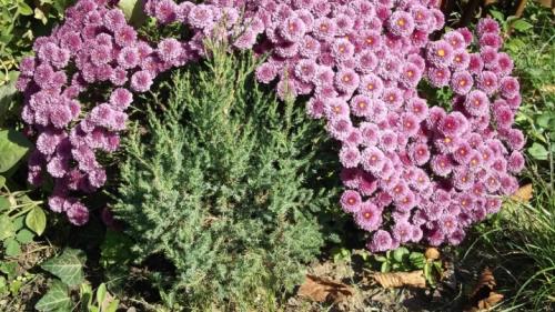 Красивейшие сорта хризантемы Мультифлора. Лучшие сорта хризантем Мультифлора (шаровидные) с фото и описанием 17