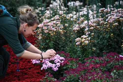 Красивейшие сорта хризантемы Мультифлора. Лучшие сорта хризантем Мультифлора (шаровидные) с фото и описанием 18