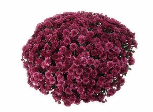 Хризантема Мультифлора в ландшафтном дизайне. Выращивание хризантем мультифлора: правила посадки и ухода