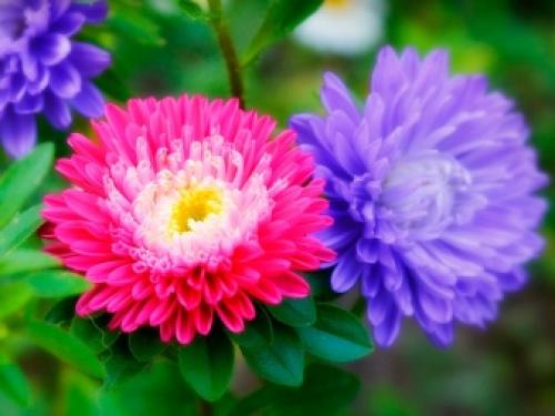 Красивейшие сорта хризантемы Мультифлора. Лучшие сорта хризантем Мультифлора (шаровидные) с фото и описанием 16