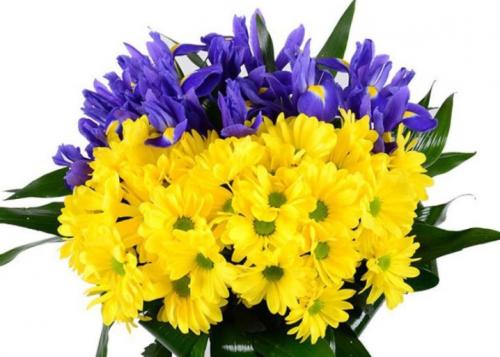 Красивейшие сорта хризантемы Мультифлора. Лучшие сорта хризантем Мультифлора (шаровидные) с фото и описанием 19