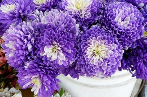 Редкие сорта хризантем. История распространения