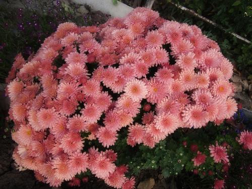 Хризантема Мультифлора в ландшафтном дизайне. Выращивание хризантем мультифлора: правила посадки и ухода