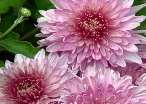 В чем отличие мультифлоры от корейской шаровидной.. Хризантема (шаровидная): виды и описание 08