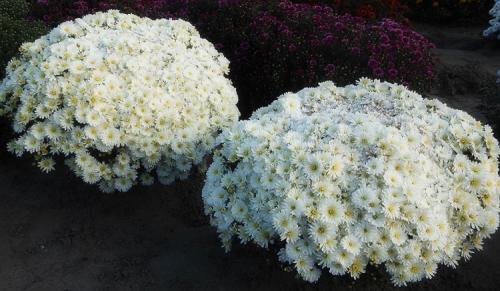 Хризантема Мультифлора в ландшафтном дизайне. Выращивание хризантем мультифлора: правила посадки и ухода