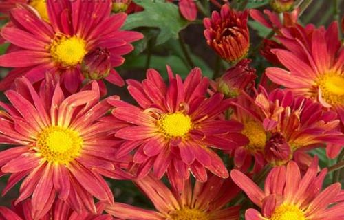 В чем отличие мультифлоры от корейской шаровидной.. Хризантема (шаровидная): виды и описание 07