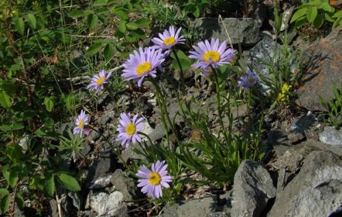 Какие преимущества имеет нивяник от 25 р. Виды нивяника