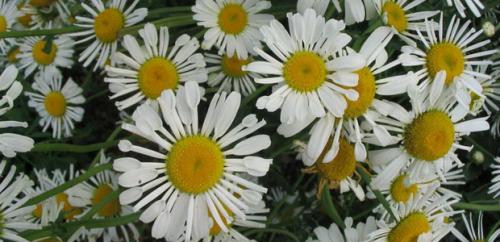 Можно ли использовать нивяник от 25 р на всех видах ткани