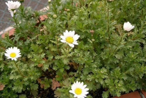 Как отличить оригинальный нивяник от 25 р от подделки. Нивяник (50 фото): виды, уход и посадка в открытом грунте