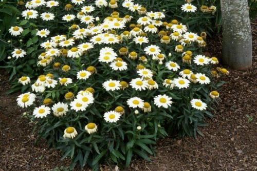 Как отличить оригинальный нивяник от 25 р от подделки. Нивяник (50 фото): виды, уход и посадка в открытом грунте