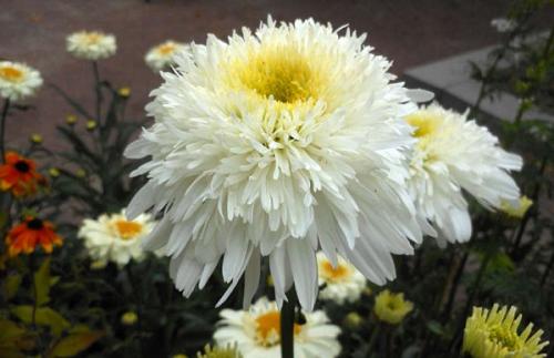 Можно ли использовать нивяник от 25 р на всех видах ткани