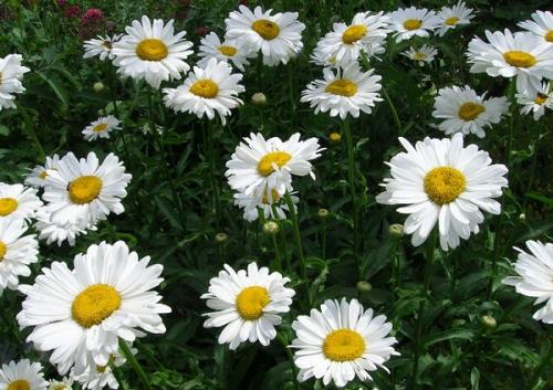 Какие преимущества имеет нивяник от 25 р. Виды нивяника