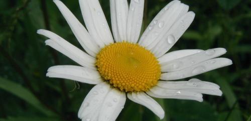 Нивяник от 25 р: что это и как его использовать 13