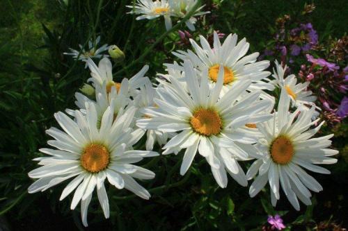 Как отличить оригинальный нивяник от 25 р от подделки. Нивяник (50 фото): виды, уход и посадка в открытом грунте