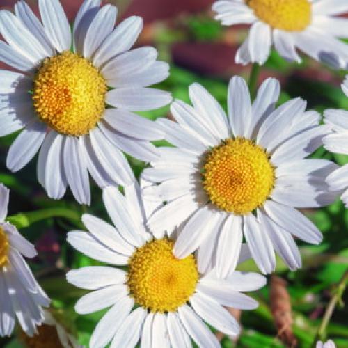 Нивяник от 25 р: что это и как его использовать 10