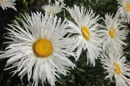 Как отличить оригинальный нивяник от 25 р от подделки. Нивяник (50 фото): виды, уход и посадка в открытом грунте