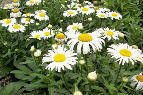 Как отличить оригинальный нивяник от 25 р от подделки. Нивяник (50 фото): виды, уход и посадка в открытом грунте