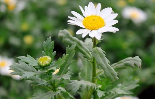 Какие преимущества имеет нивяник от 25 р. Виды нивяника