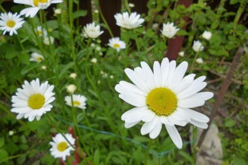 Как отличить оригинальный нивяник от 25 р от подделки. Нивяник (50 фото): виды, уход и посадка в открытом грунте