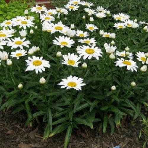 Нивяник от 25 р: что это и как его использовать 11